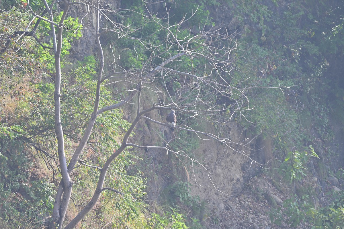 Малый рыболов - ML638785720