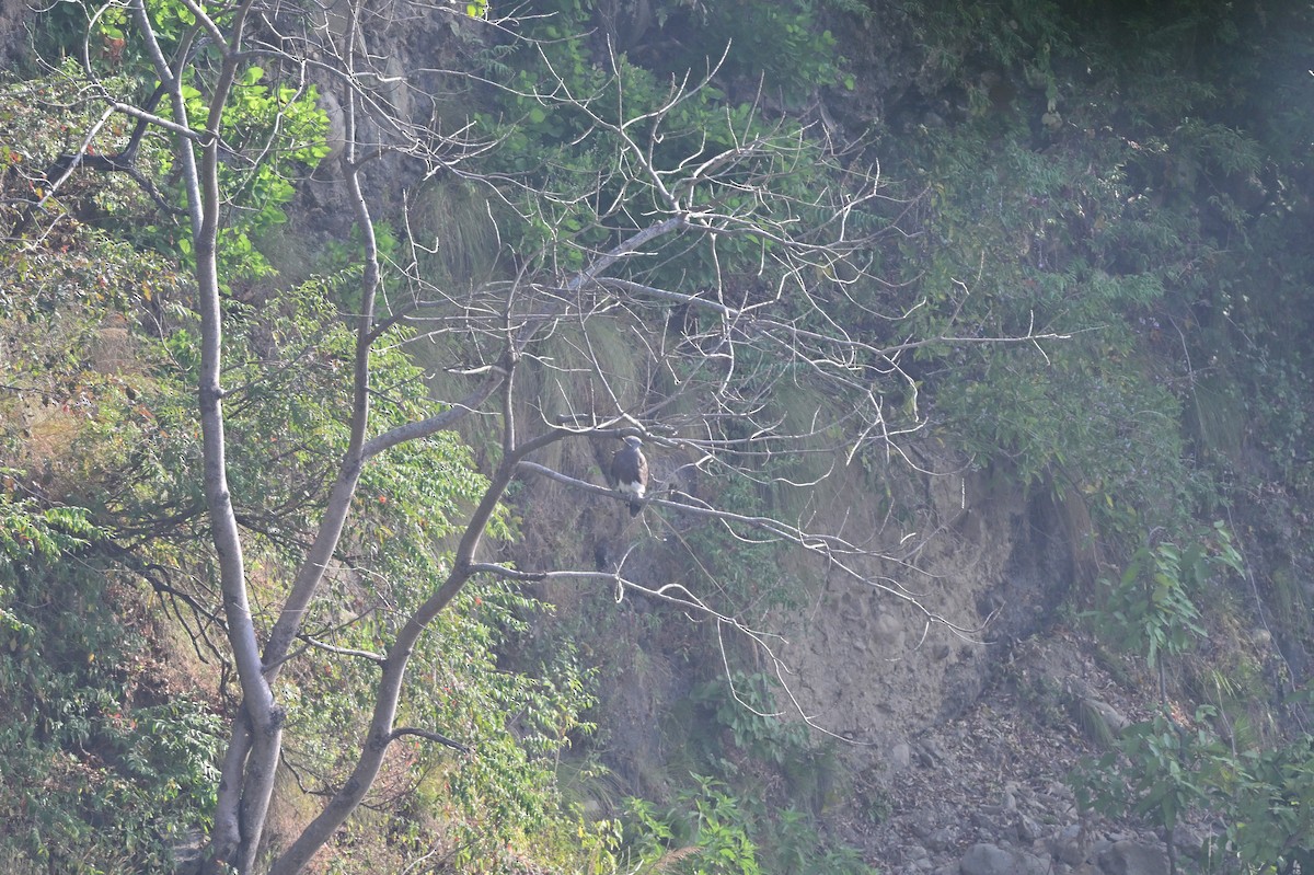 Малый рыболов - ML638785721