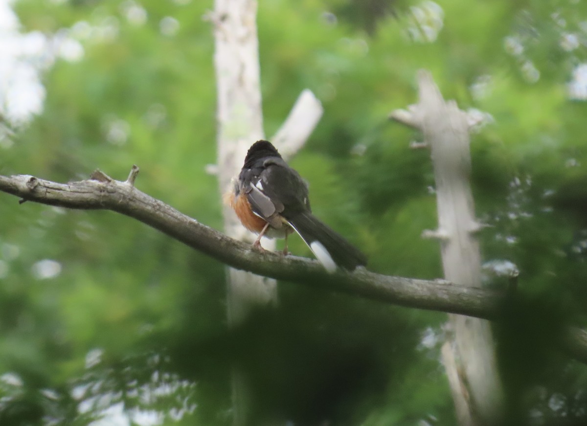 Eastern Towhee - ML638785722