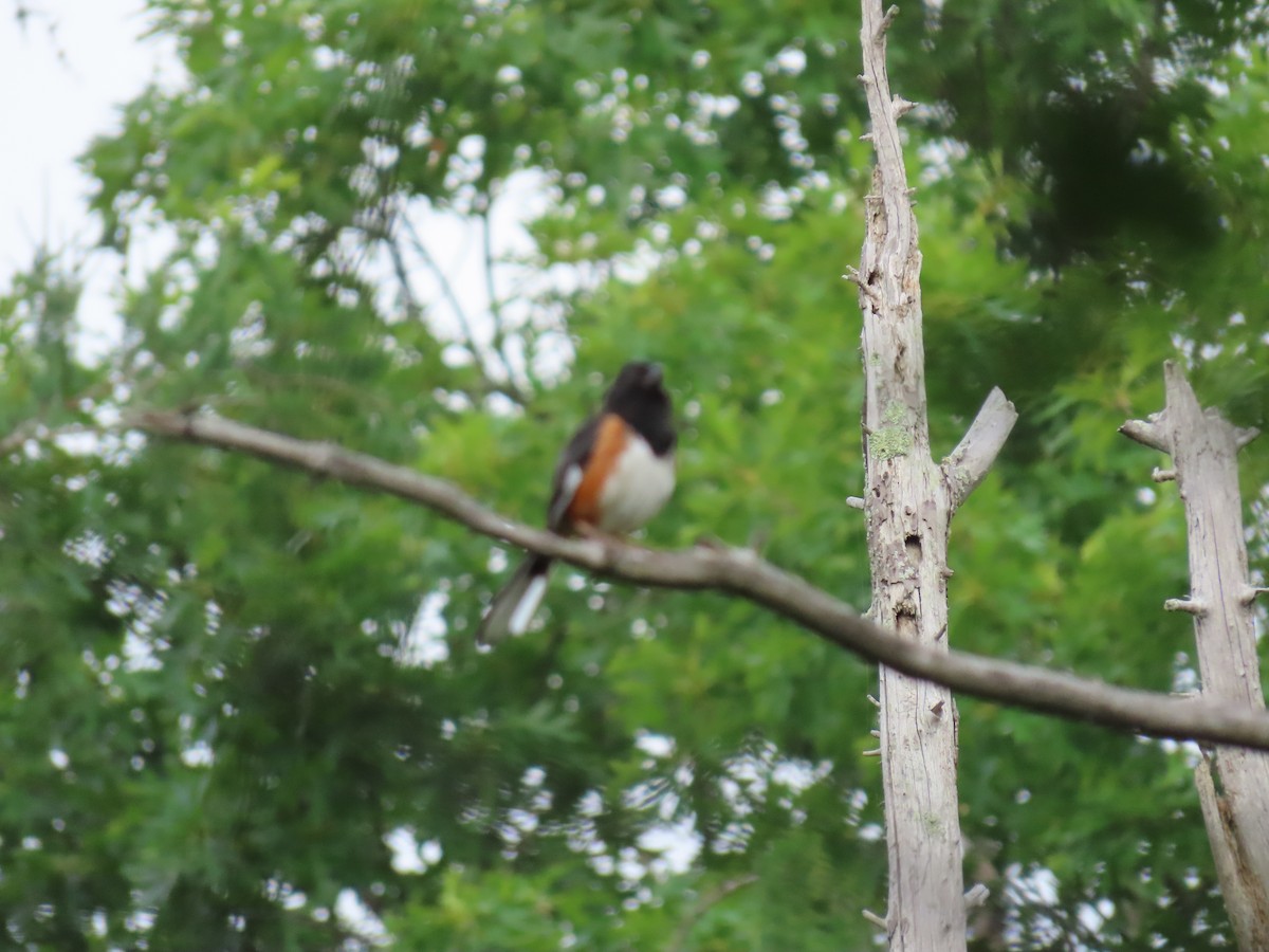 Eastern Towhee - ML638785723