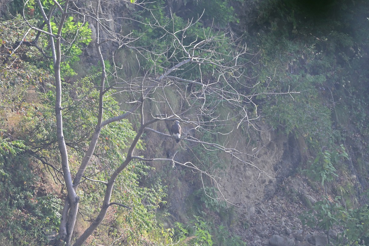 Малый рыболов - ML638785725