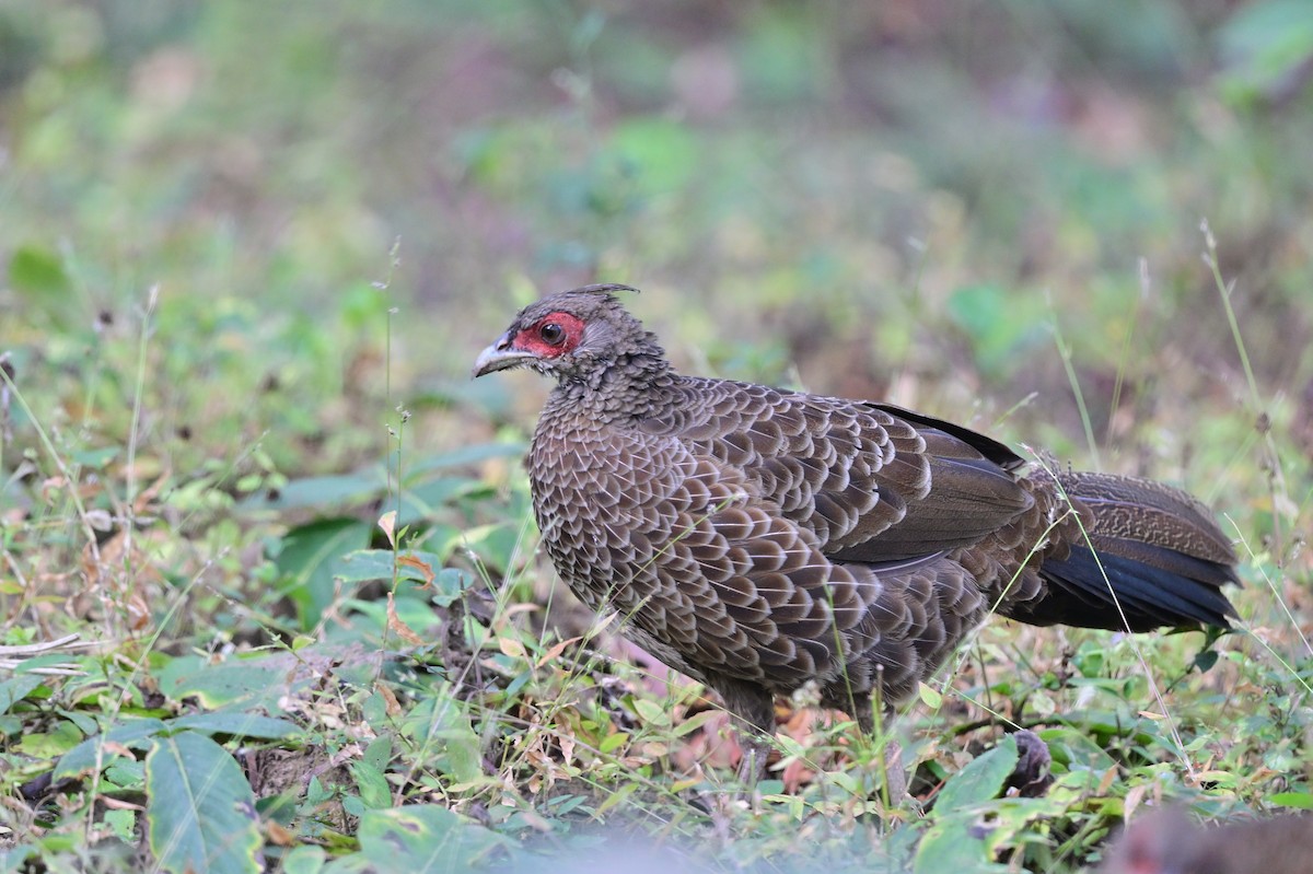 Kalij Pheasant - ML638785785
