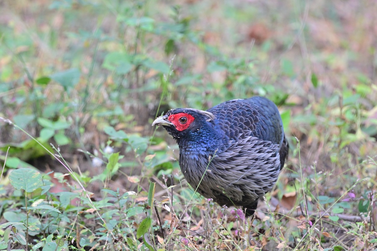 Kalij Pheasant - ML638785787