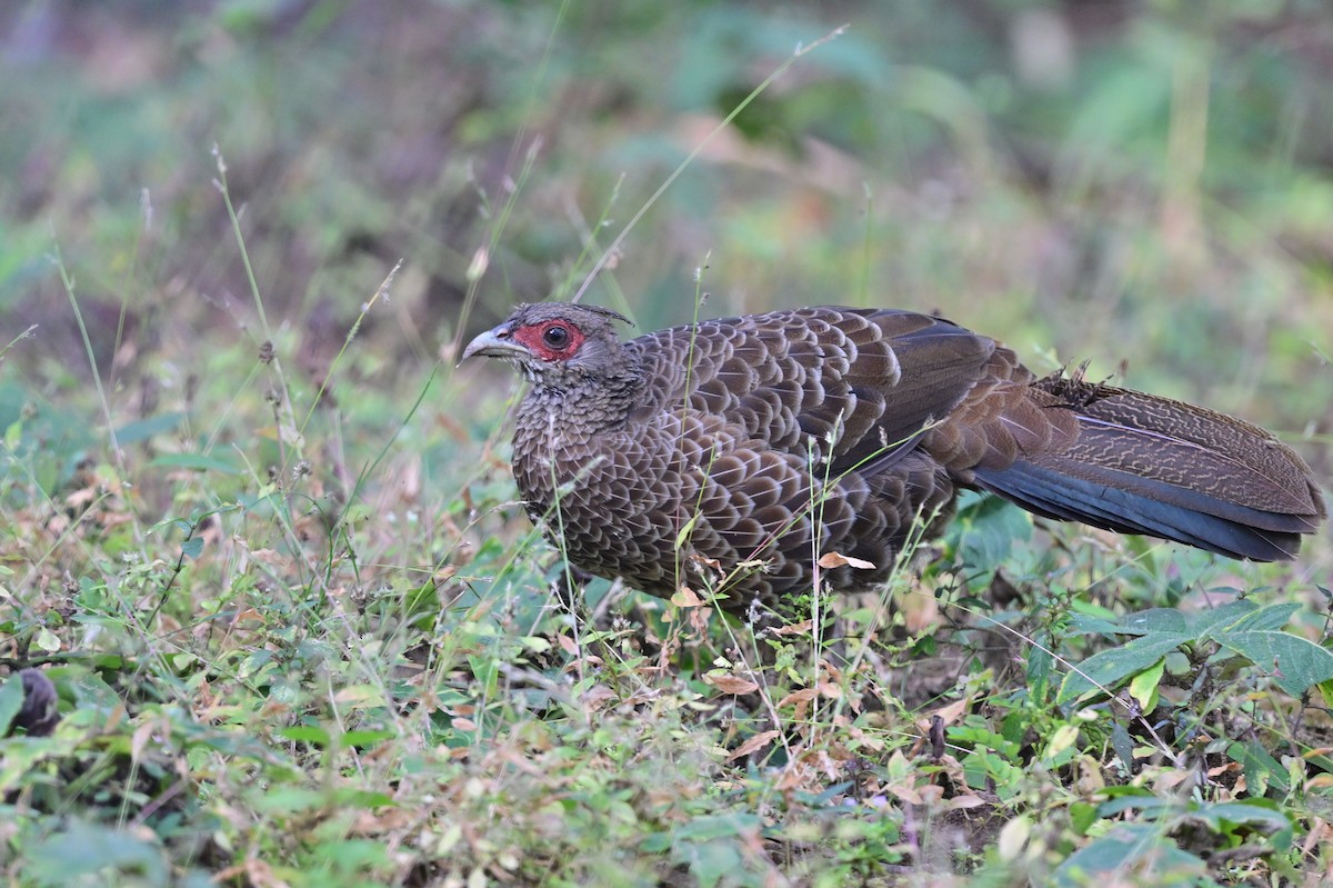 Kalij Pheasant - ML638785790