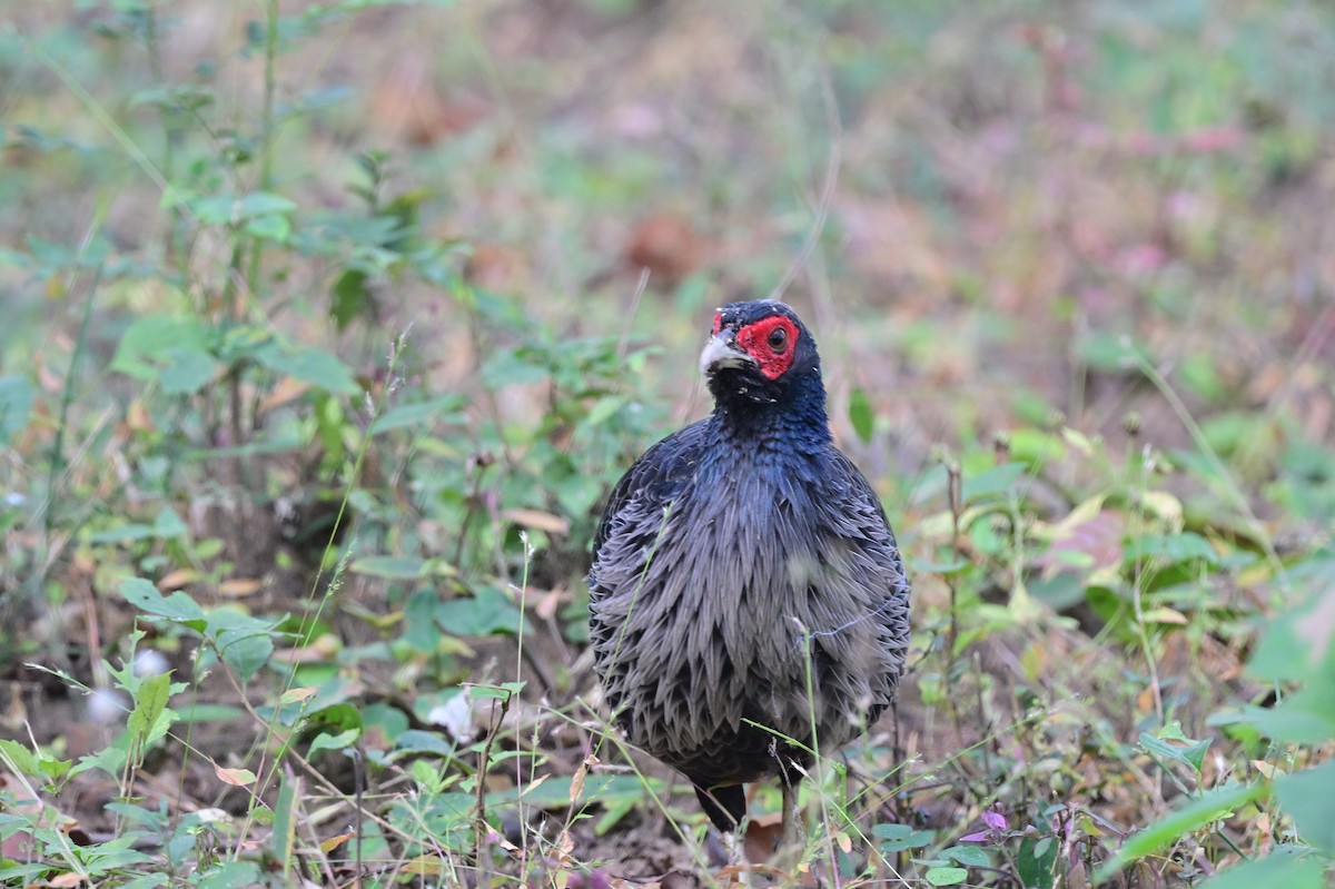 Kalij Pheasant - ML638785791