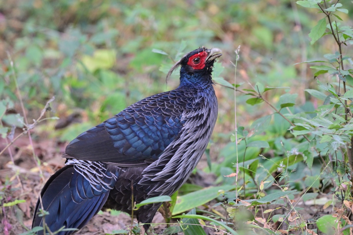 Kalij Pheasant - ML638785792