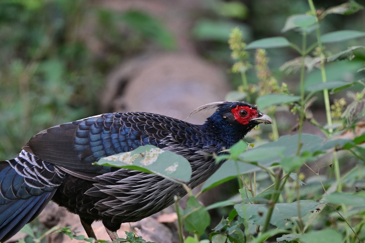 Kalij Pheasant - ML638785793