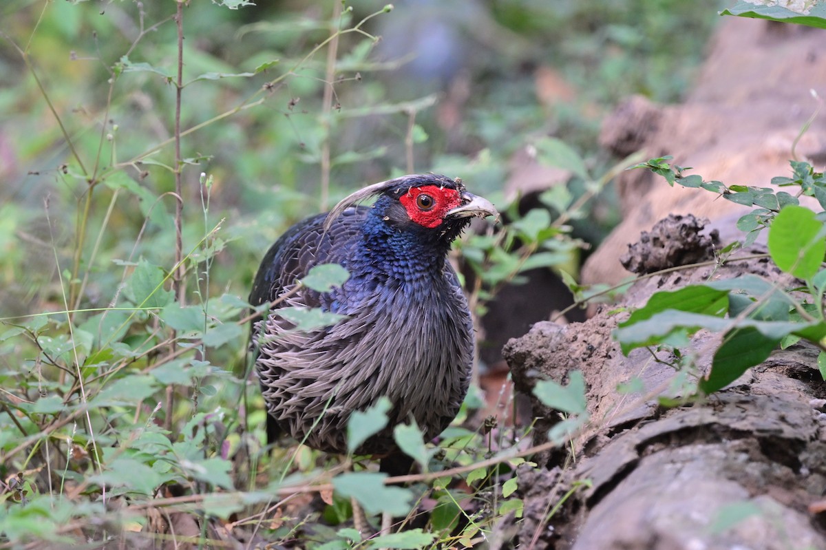 Kalij Pheasant - ML638785794