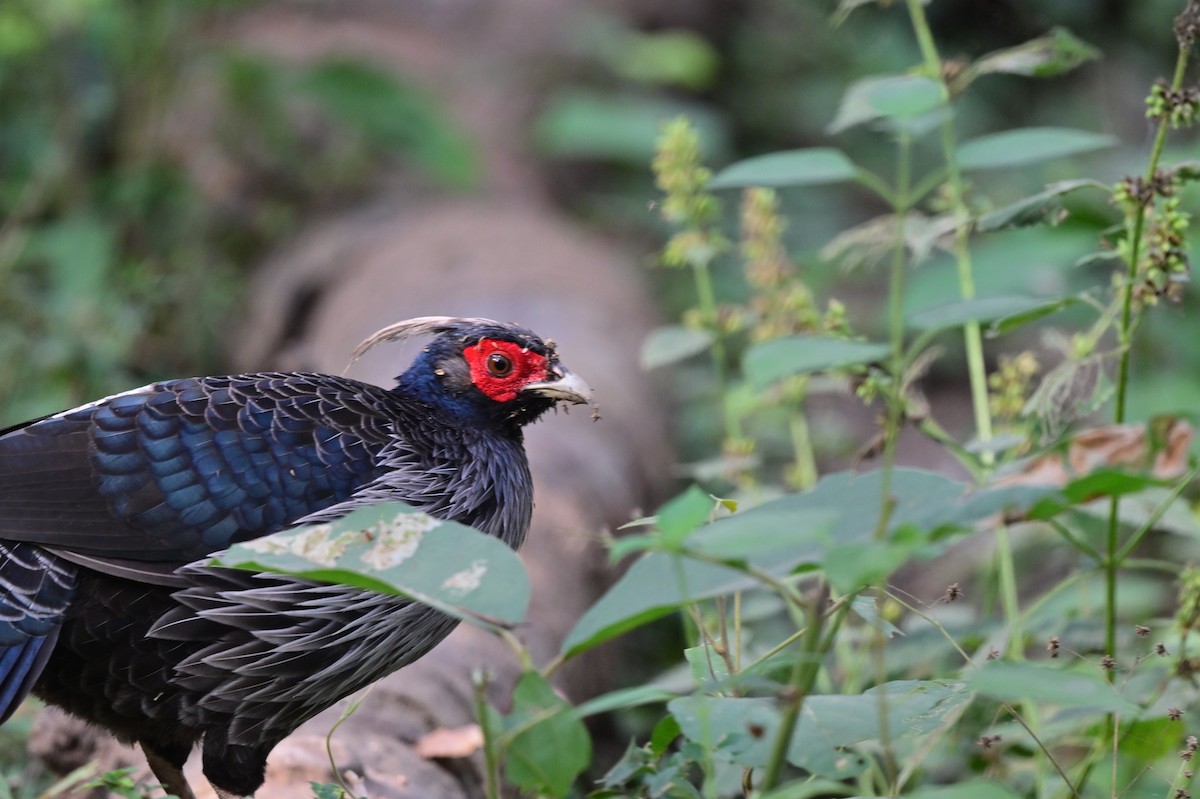 Kalij Pheasant - ML638785796