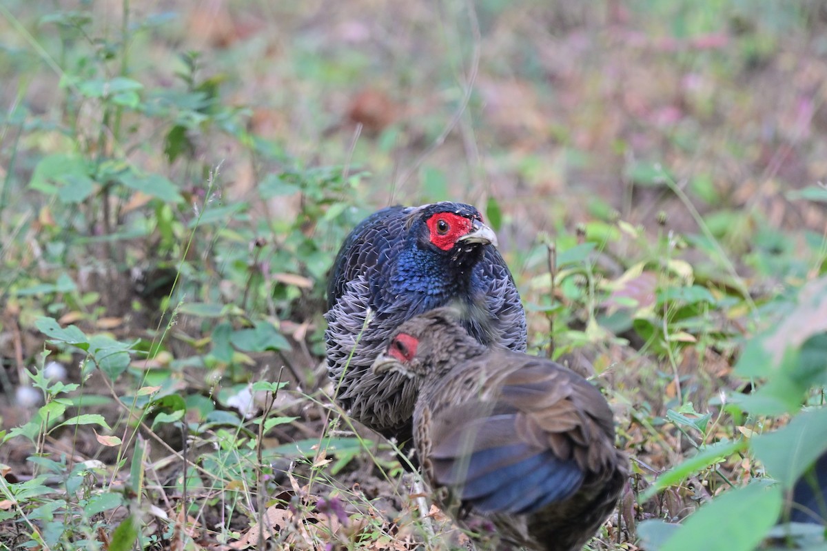 Kalij Pheasant - ML638785797