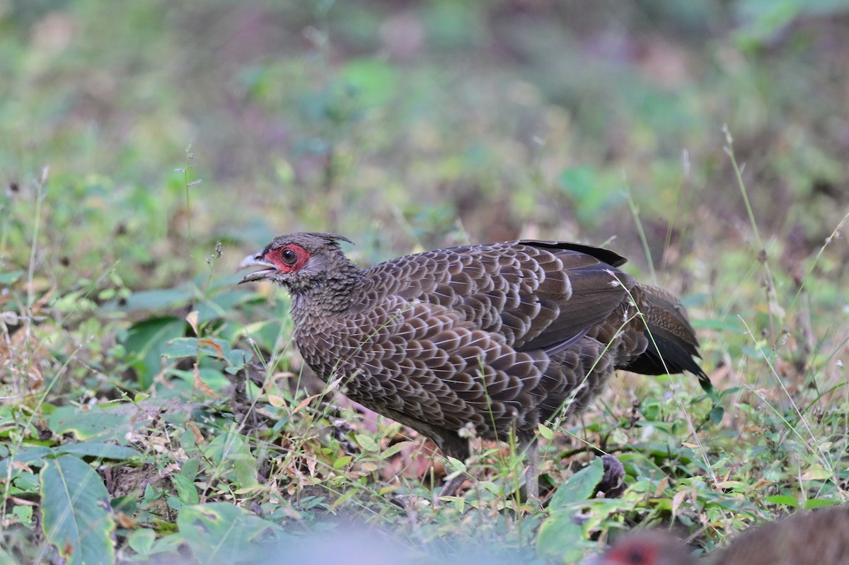 Kalij Pheasant - ML638785798