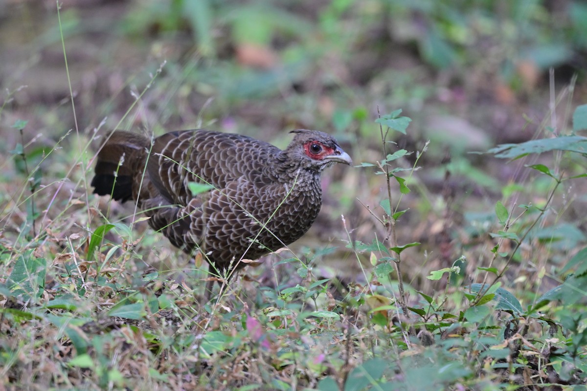 Kalij Pheasant - ML638785799