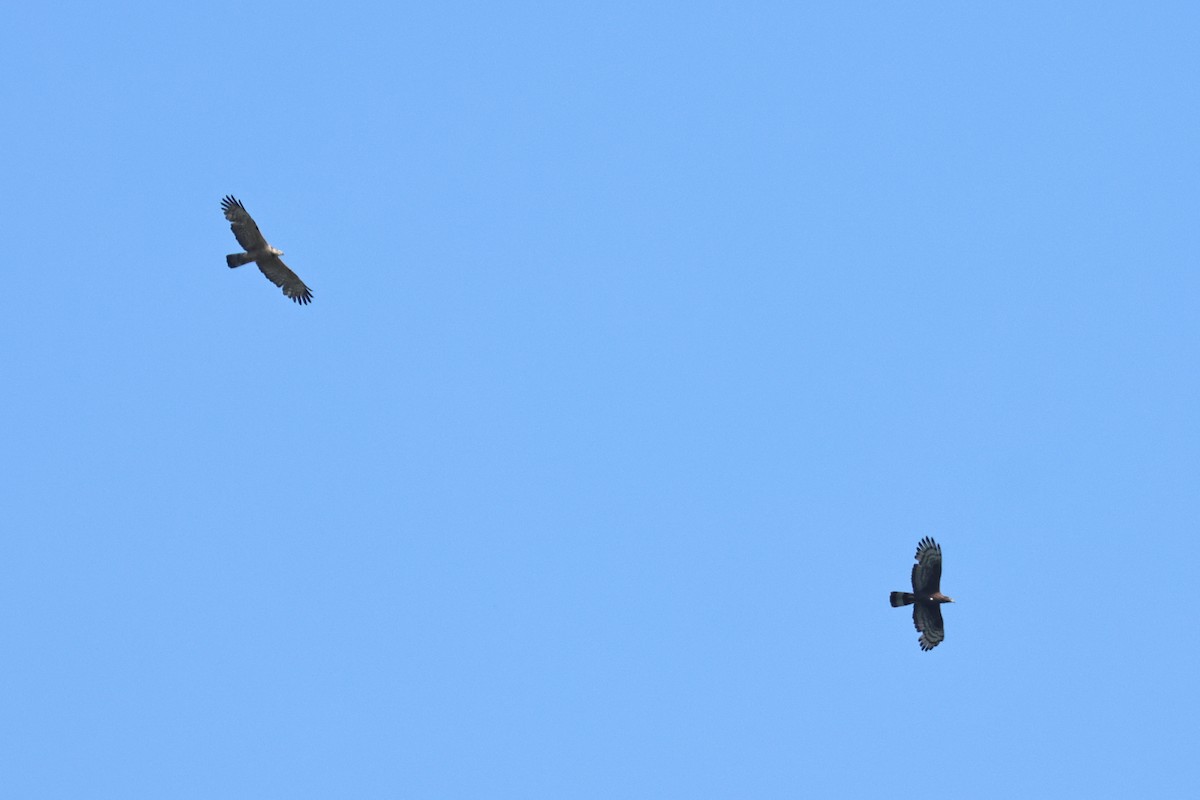 Oriental Honey-buzzard - ML638785814