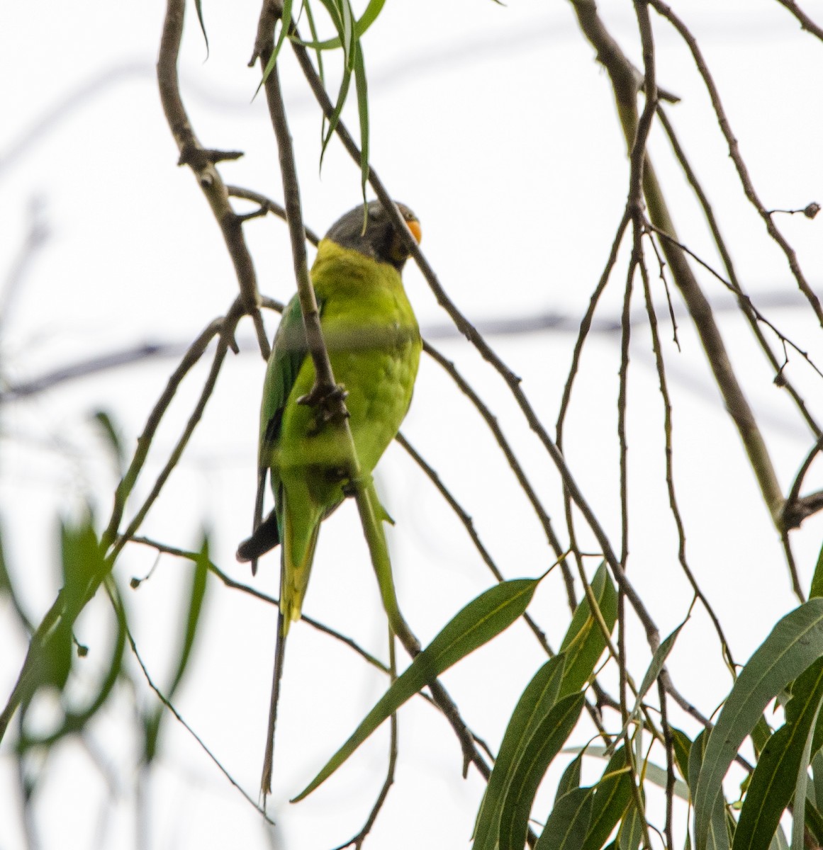 コセイインコ - ML638785816