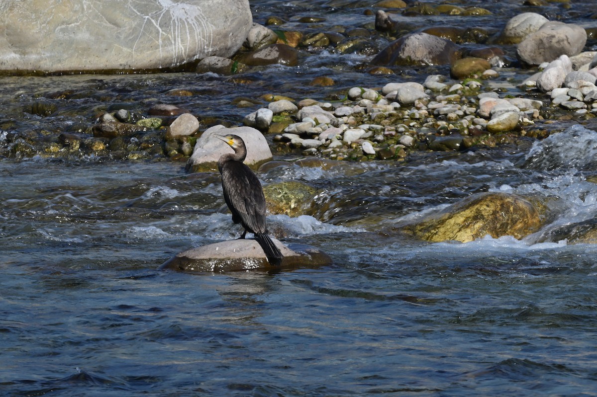 Great Cormorant - ML638785825