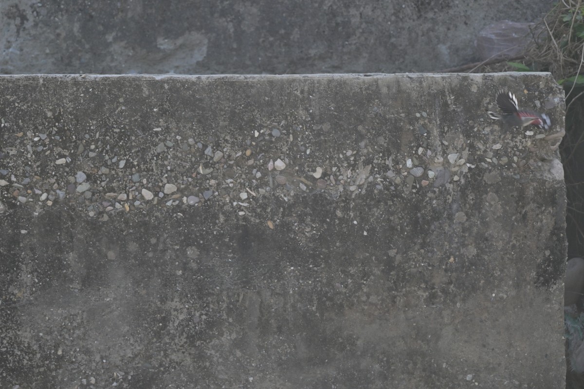 Wallcreeper - ML638785833