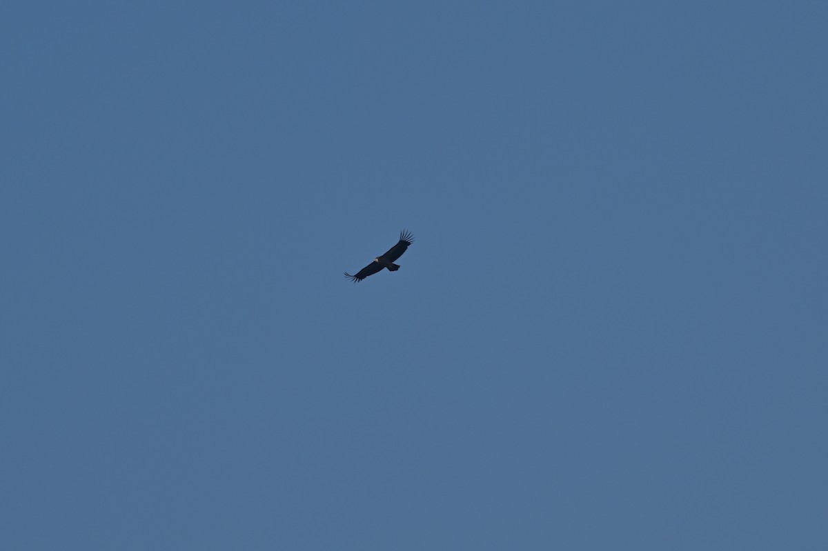 Himalayan Griffon - ML638785836