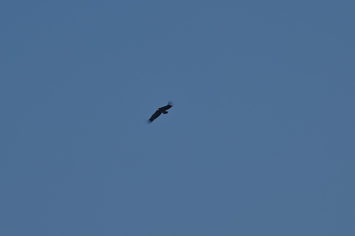 Himalayan Griffon - ML638785838