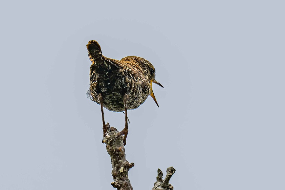 Winter Wren - ML638785840