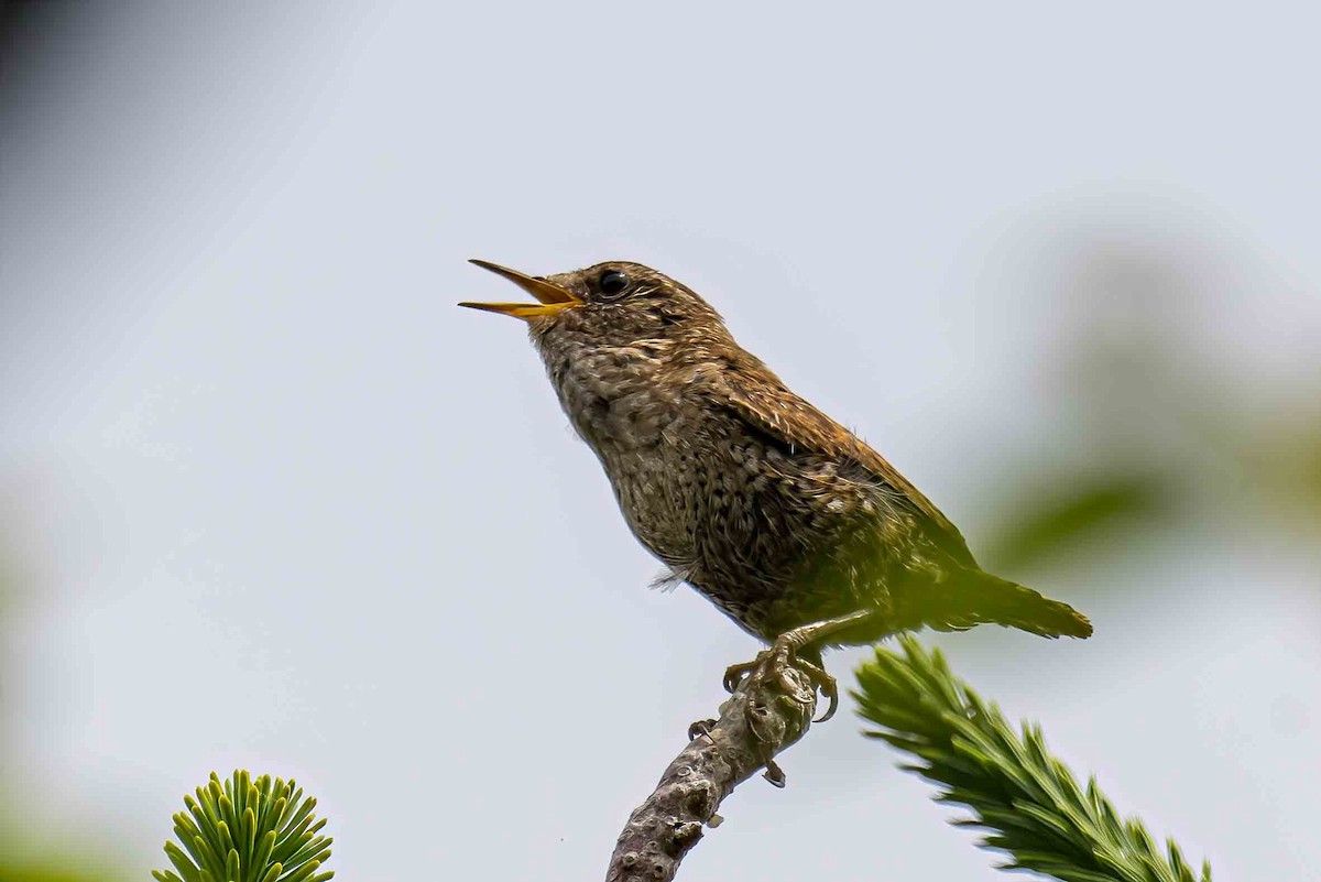 Winter Wren - ML638785842