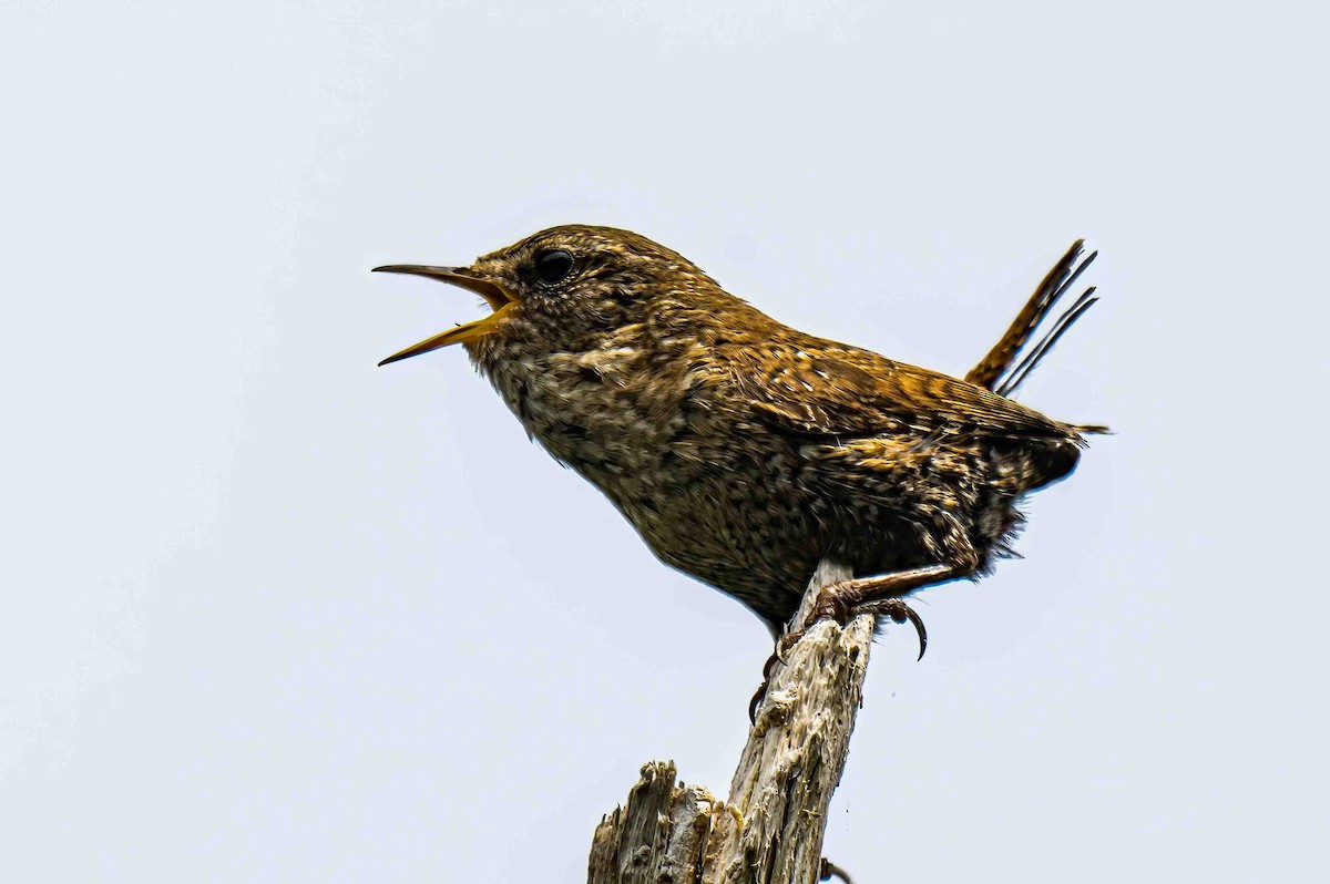 Winter Wren - ML638785844