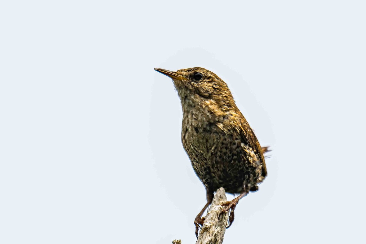 Winter Wren - ML638785846