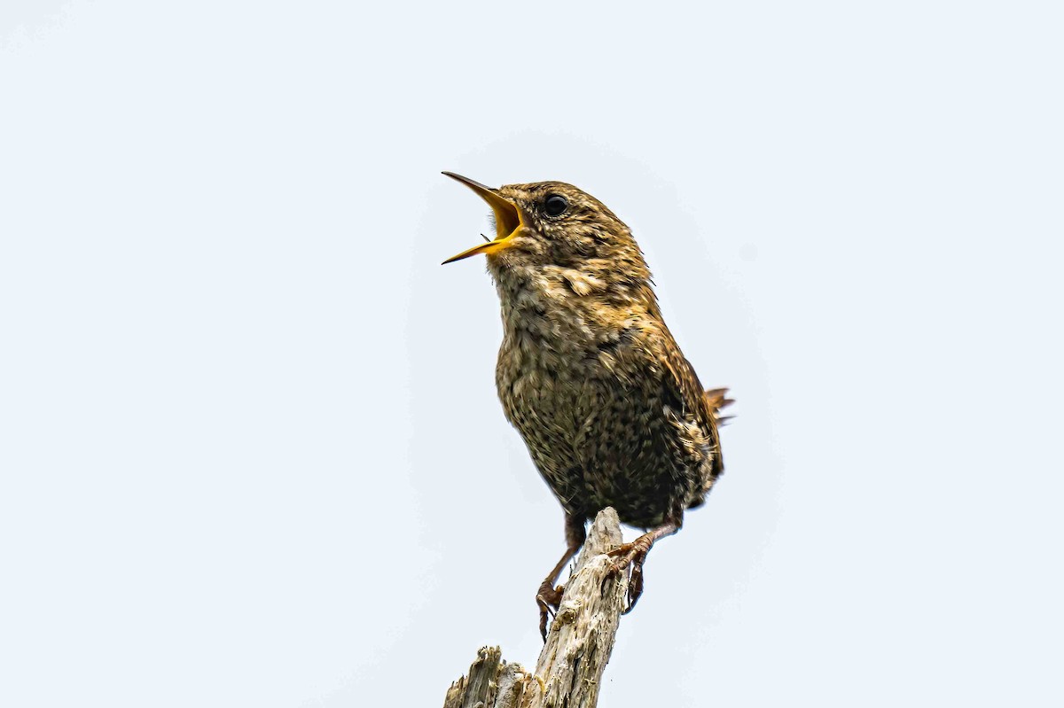 Winter Wren - ML638785847