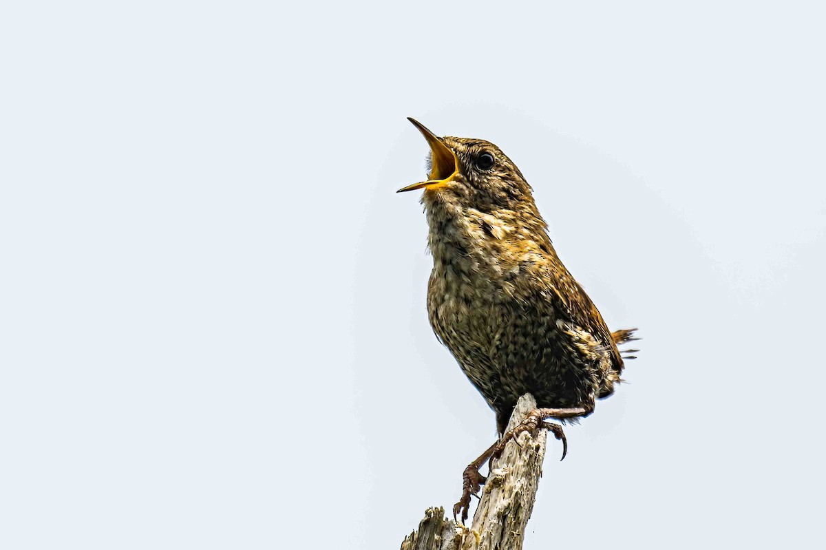 Winter Wren - ML638785848