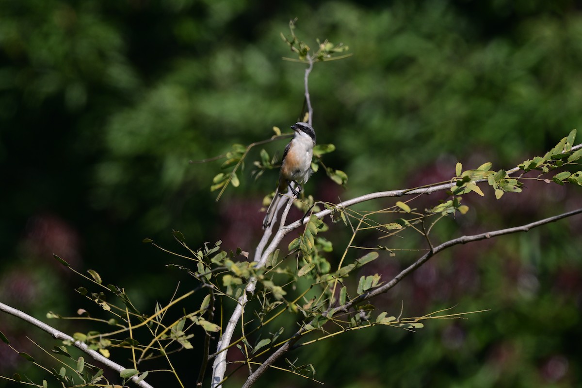 Gray-backed Shrike - ML638785861
