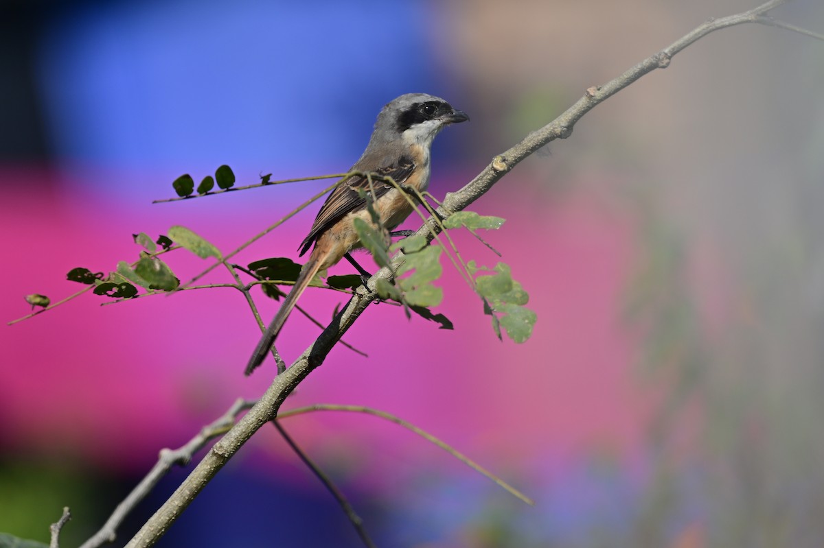 Gray-backed Shrike - ML638785863