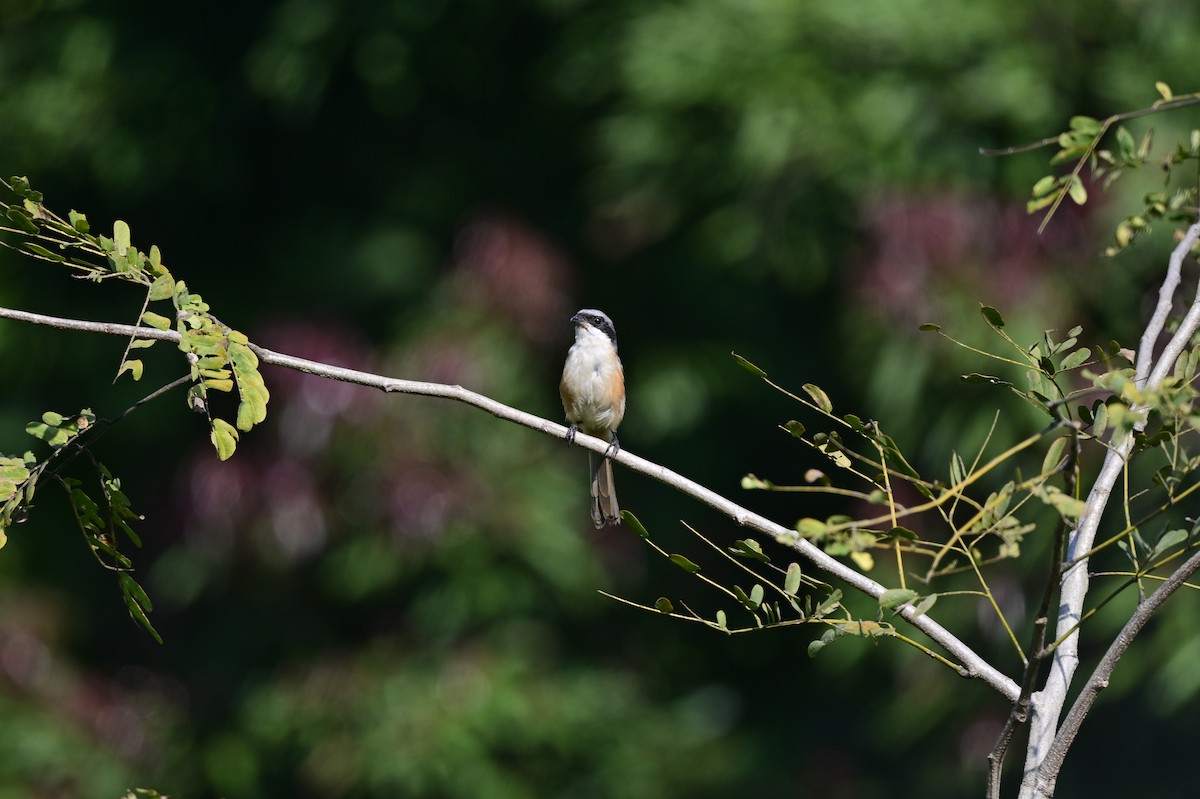 Gray-backed Shrike - ML638785864