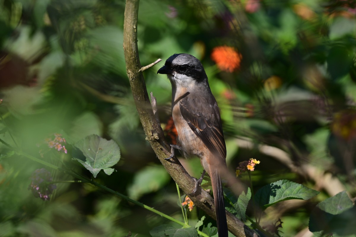 Gray-backed Shrike - ML638785865