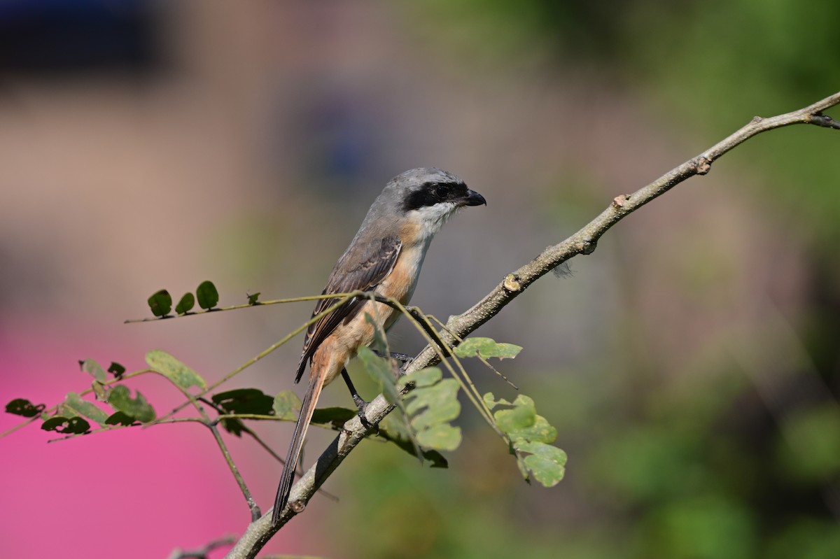 Gray-backed Shrike - ML638785866