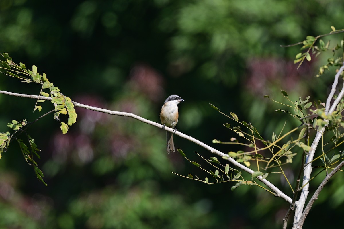 Gray-backed Shrike - ML638785869