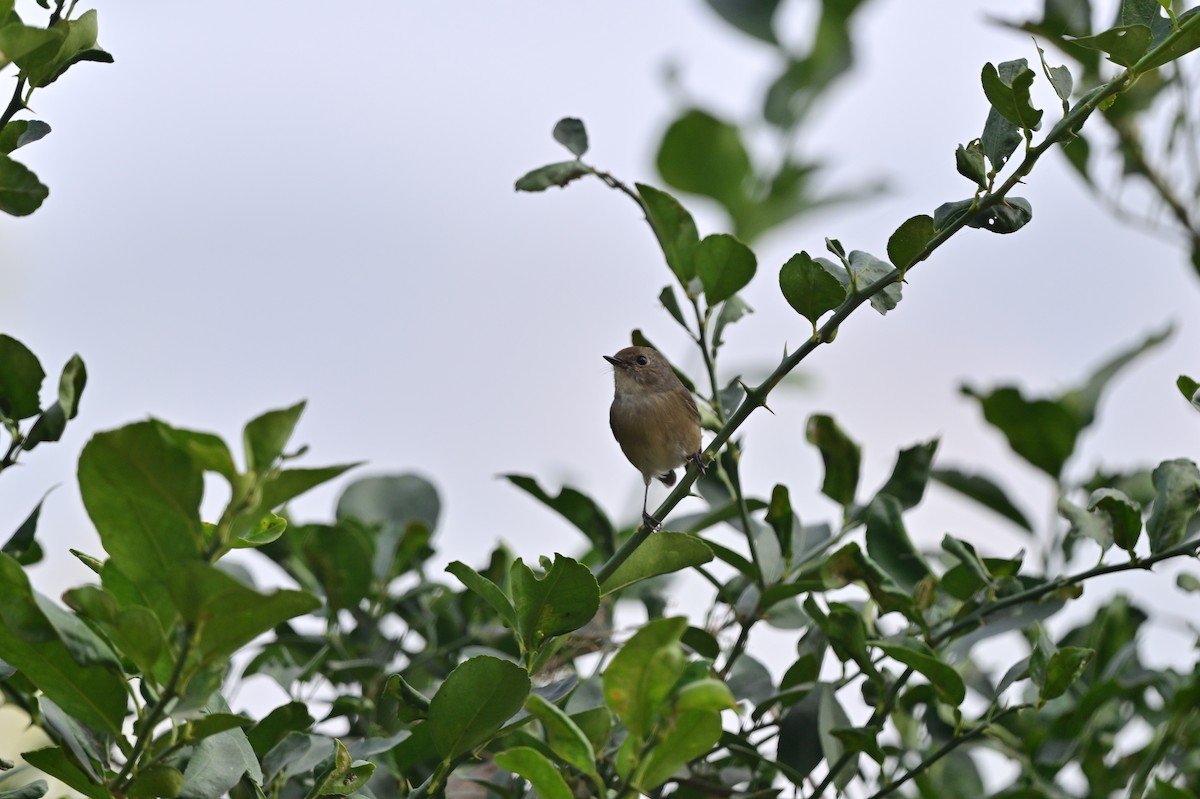 Slaty-blue Flycatcher - ML638785897