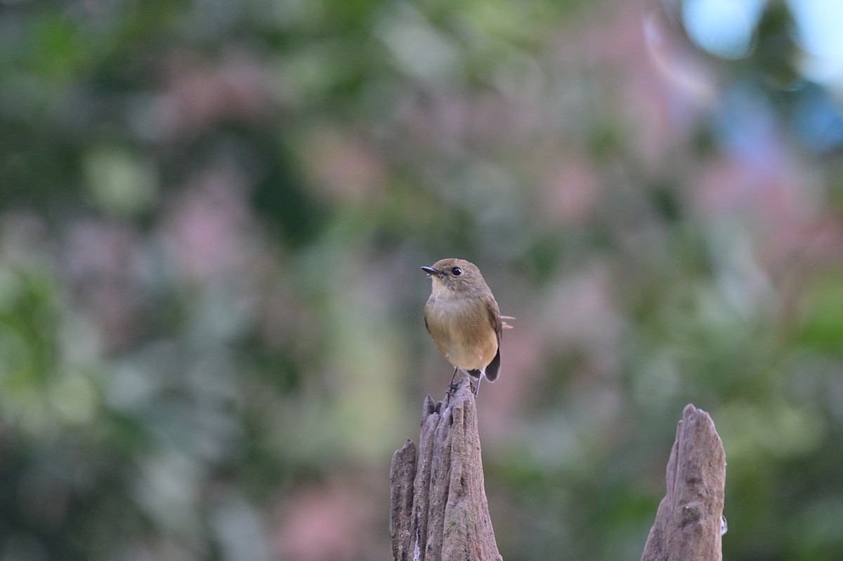 Slaty-blue Flycatcher - ML638785898