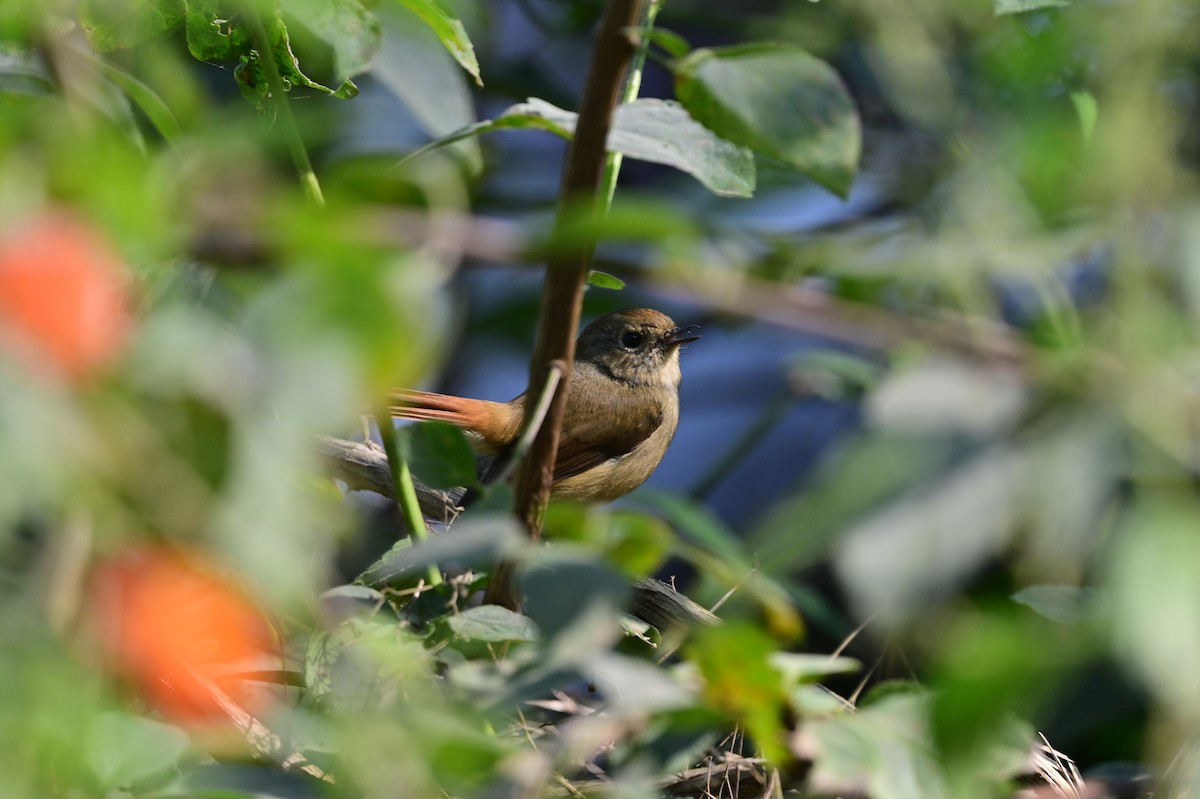 Slaty-blue Flycatcher - ML638785899