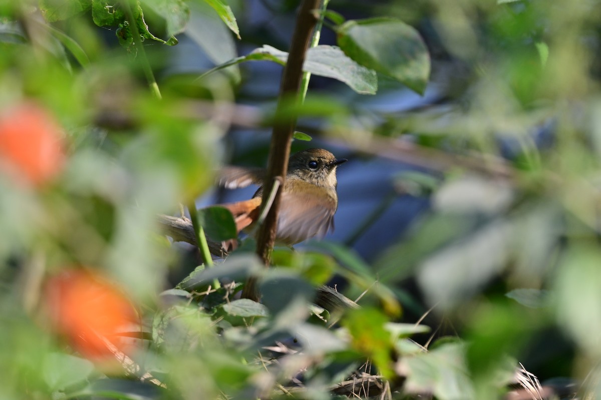 Slaty-blue Flycatcher - ML638785900