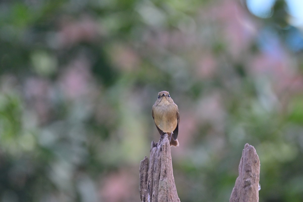 Slaty-blue Flycatcher - ML638785906