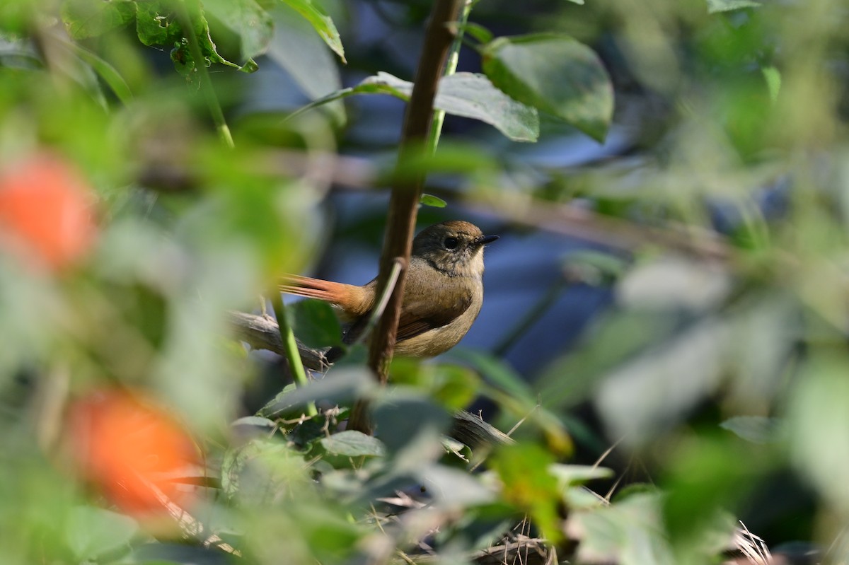 Slaty-blue Flycatcher - ML638785908