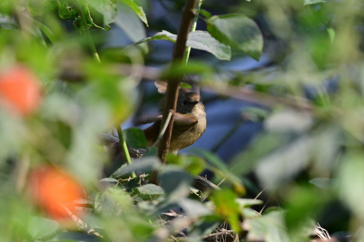 Slaty-blue Flycatcher - ML638785910