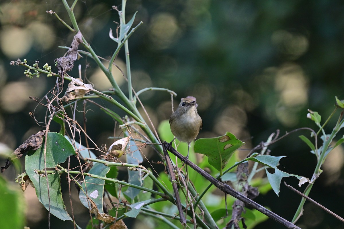 Slaty-blue Flycatcher - ML638785912