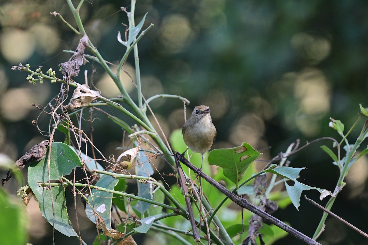Slaty-blue Flycatcher - ML638785913