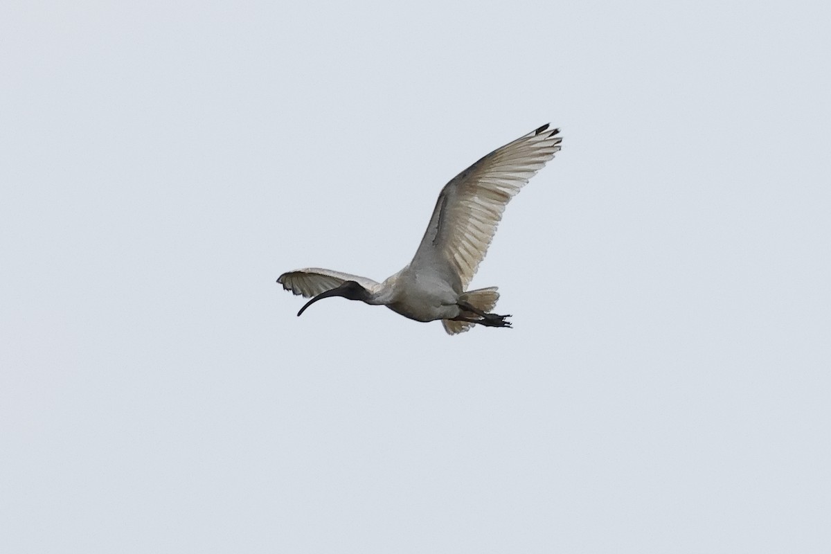 ibis australský - ML638785936