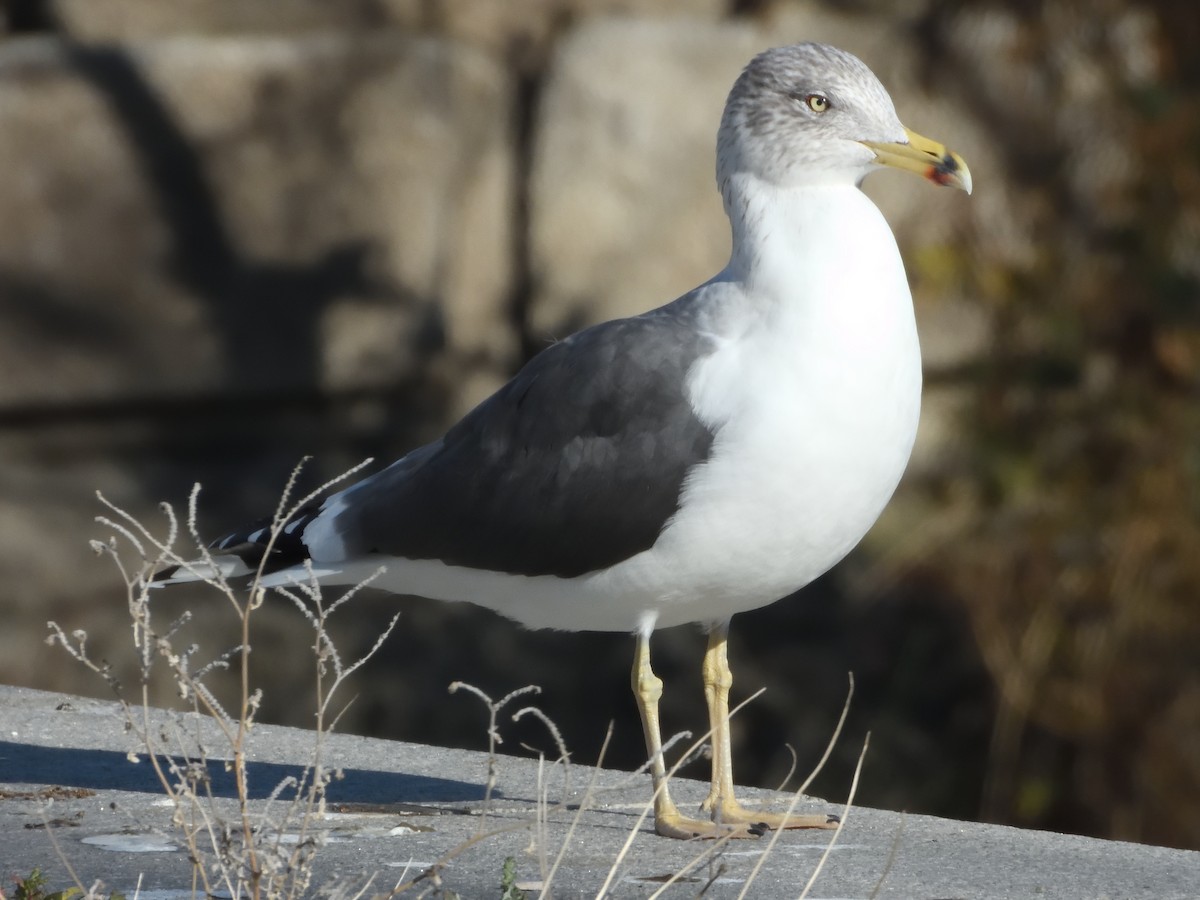 Lesser Black-backed Gull - ML638785937