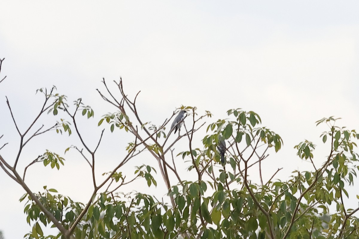 White-bellied Cuckooshrike - ML638785945