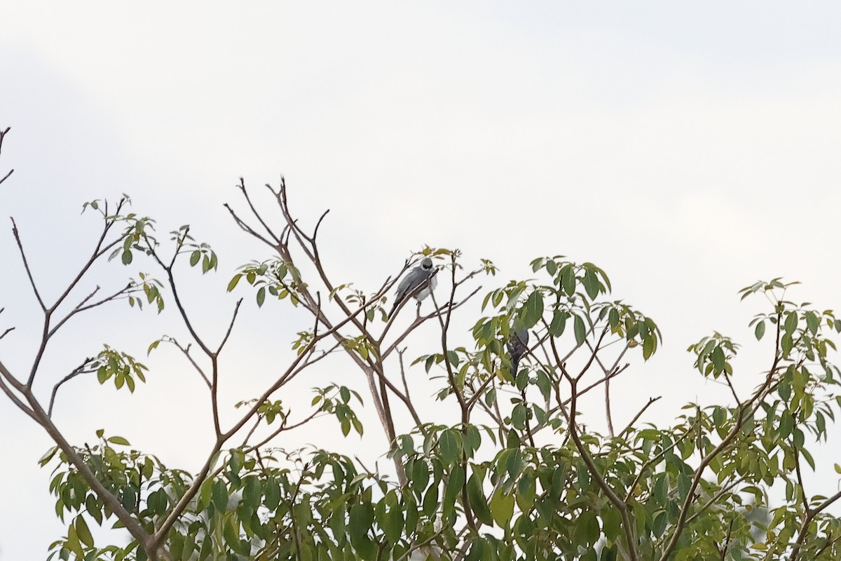 White-bellied Cuckooshrike - ML638785946