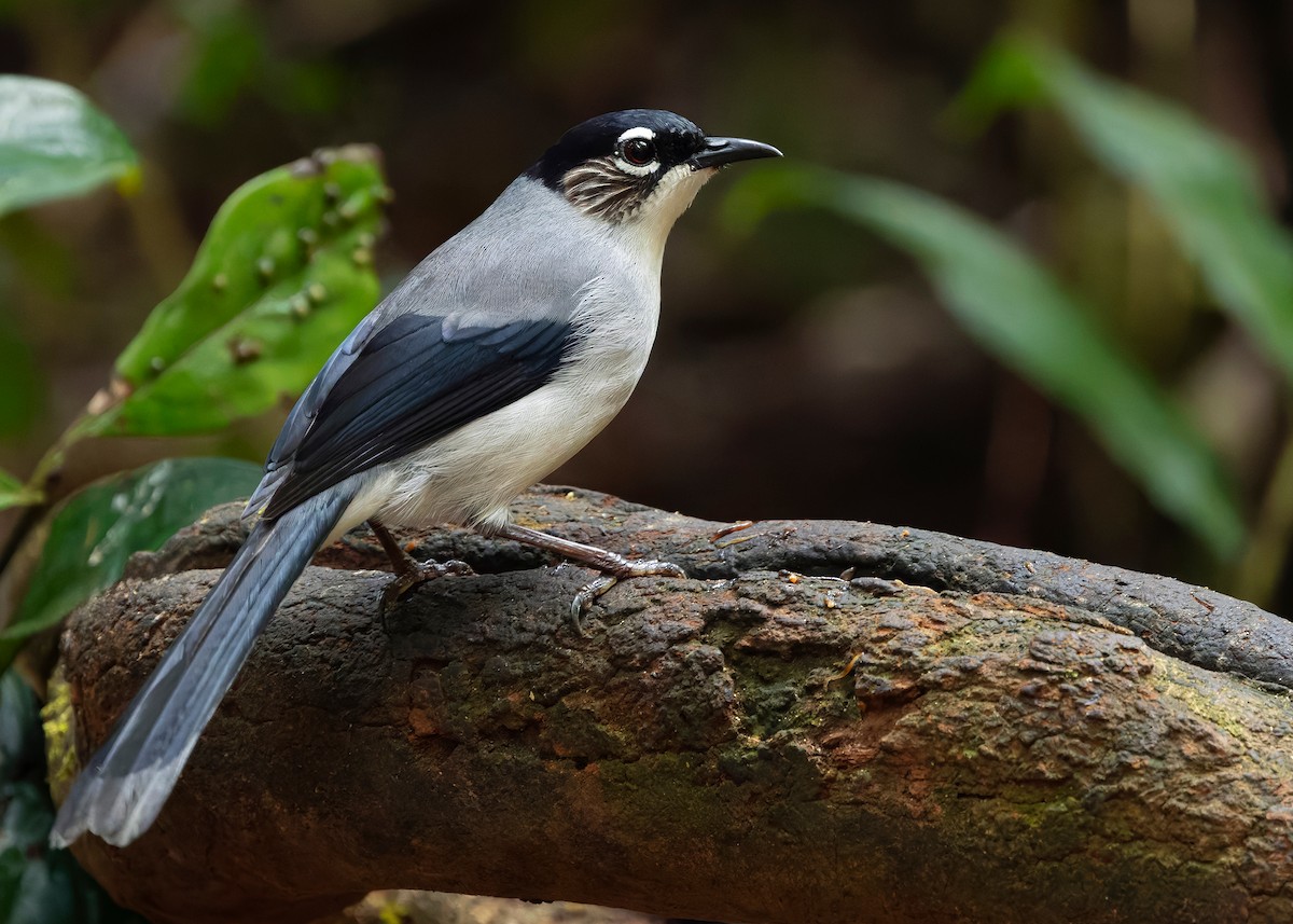 Black-headed Sibia (Lang Bian) - ML638786026