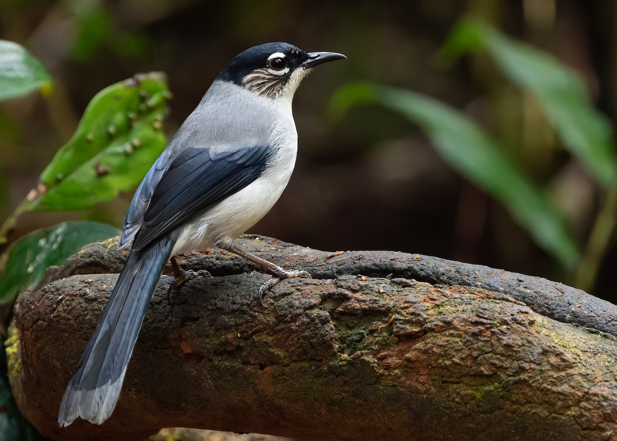 Black-headed Sibia (Lang Bian) - ML638786027
