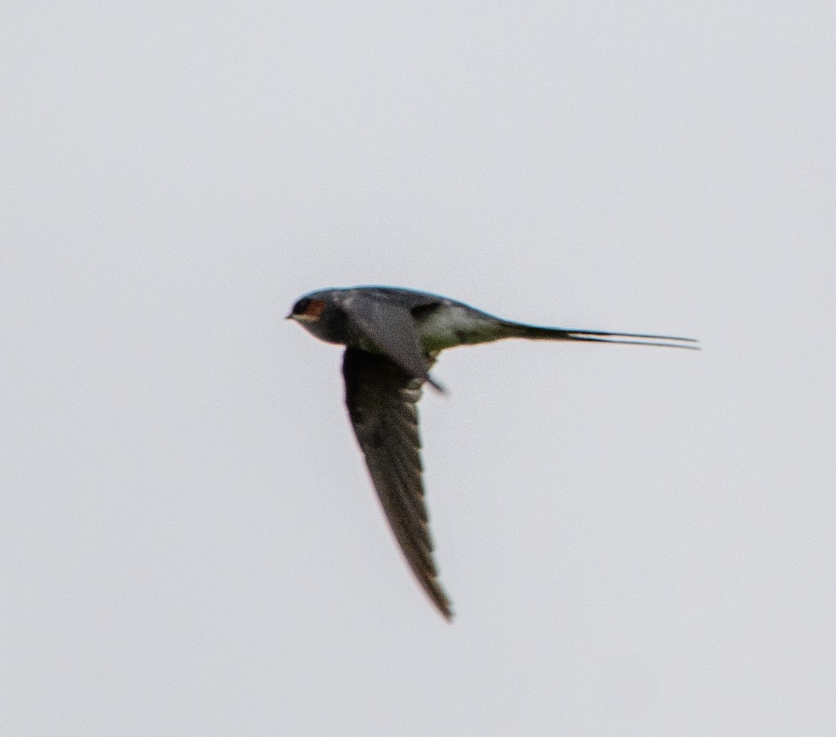 Crested Treeswift - ML638786041